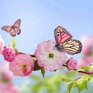 Meet your Posher, Suzanne